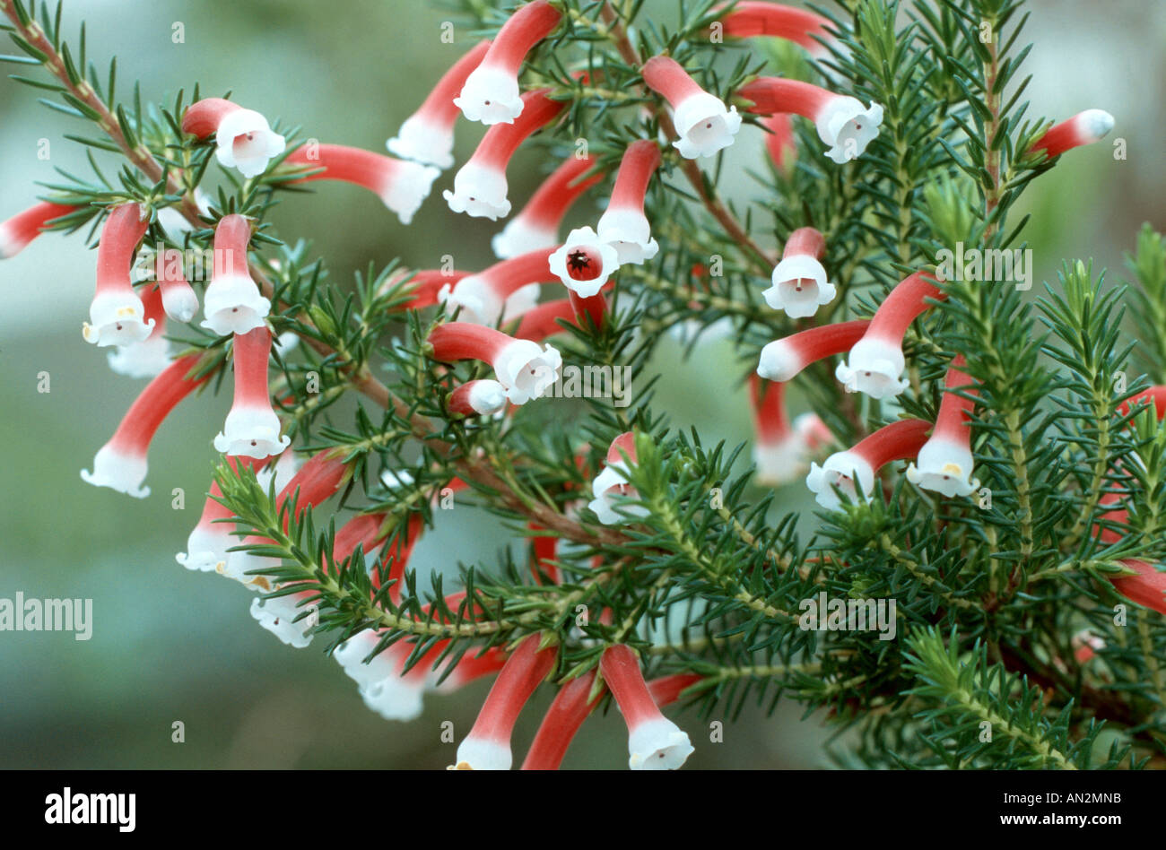 Erica leucotrachela (Erica leucotrachela), blooming Stock Photo