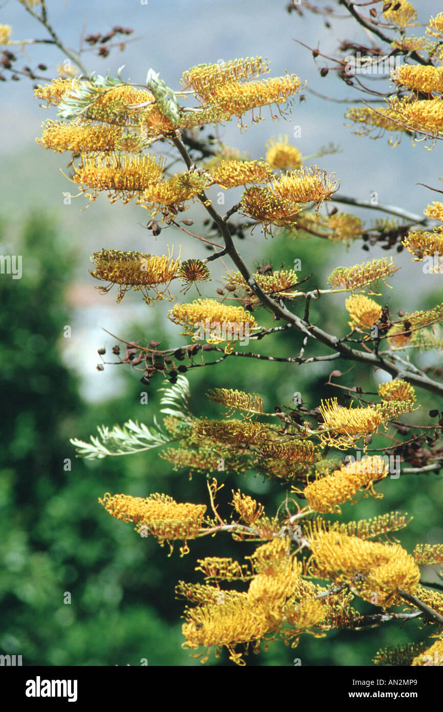 Silky Oak Wood High Resolution Stock Photography And Images Alamy