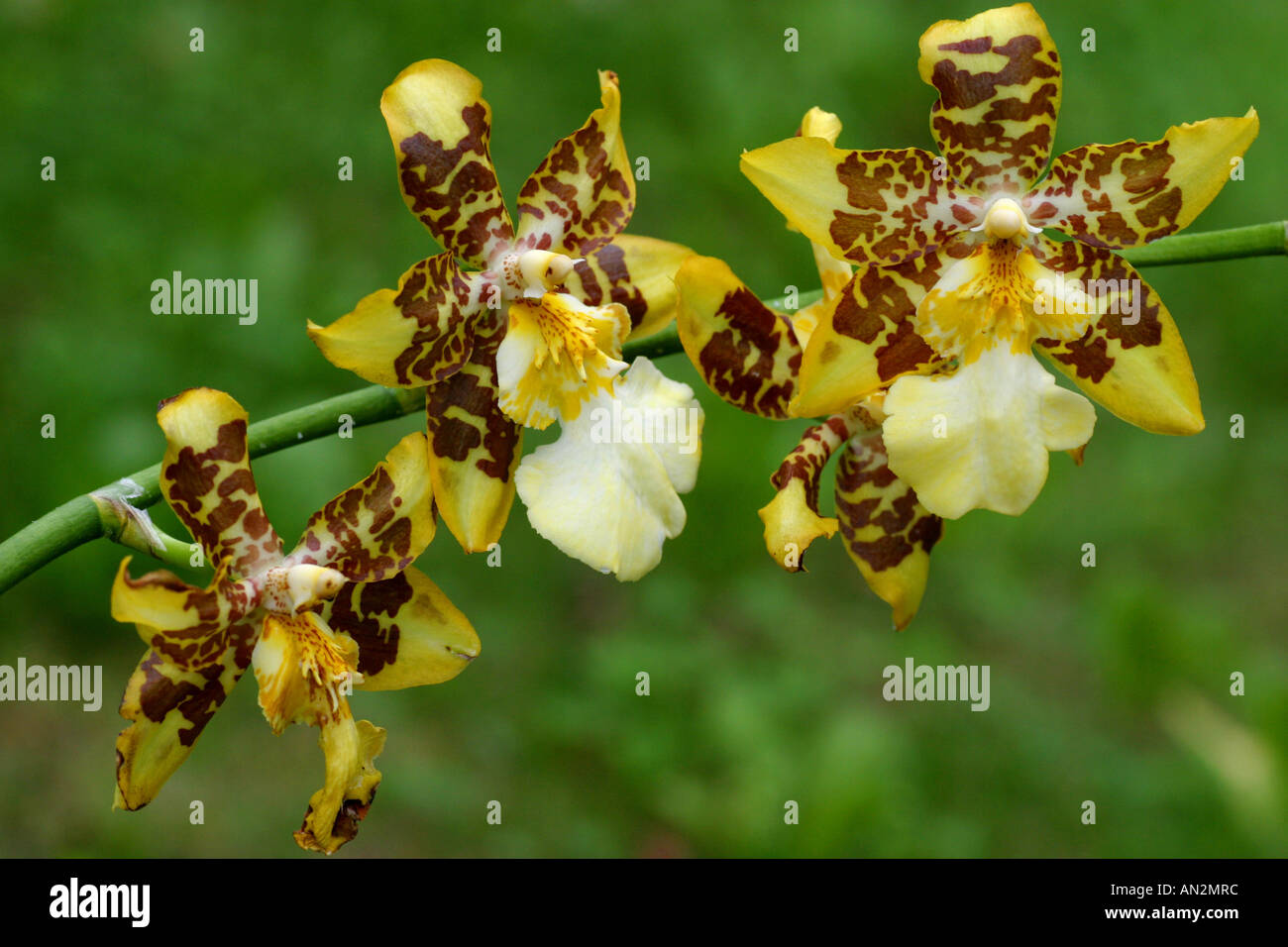 Odontoglossum hybrid (Odontoglossum-Hybride), flowers Stock Photo