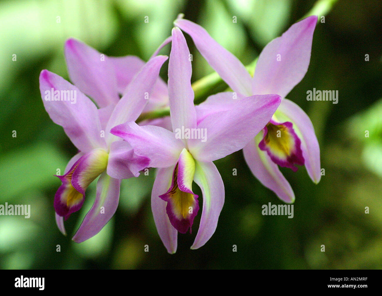 Laelia hybrid (Laelia-Hybride), flowers Stock Photo