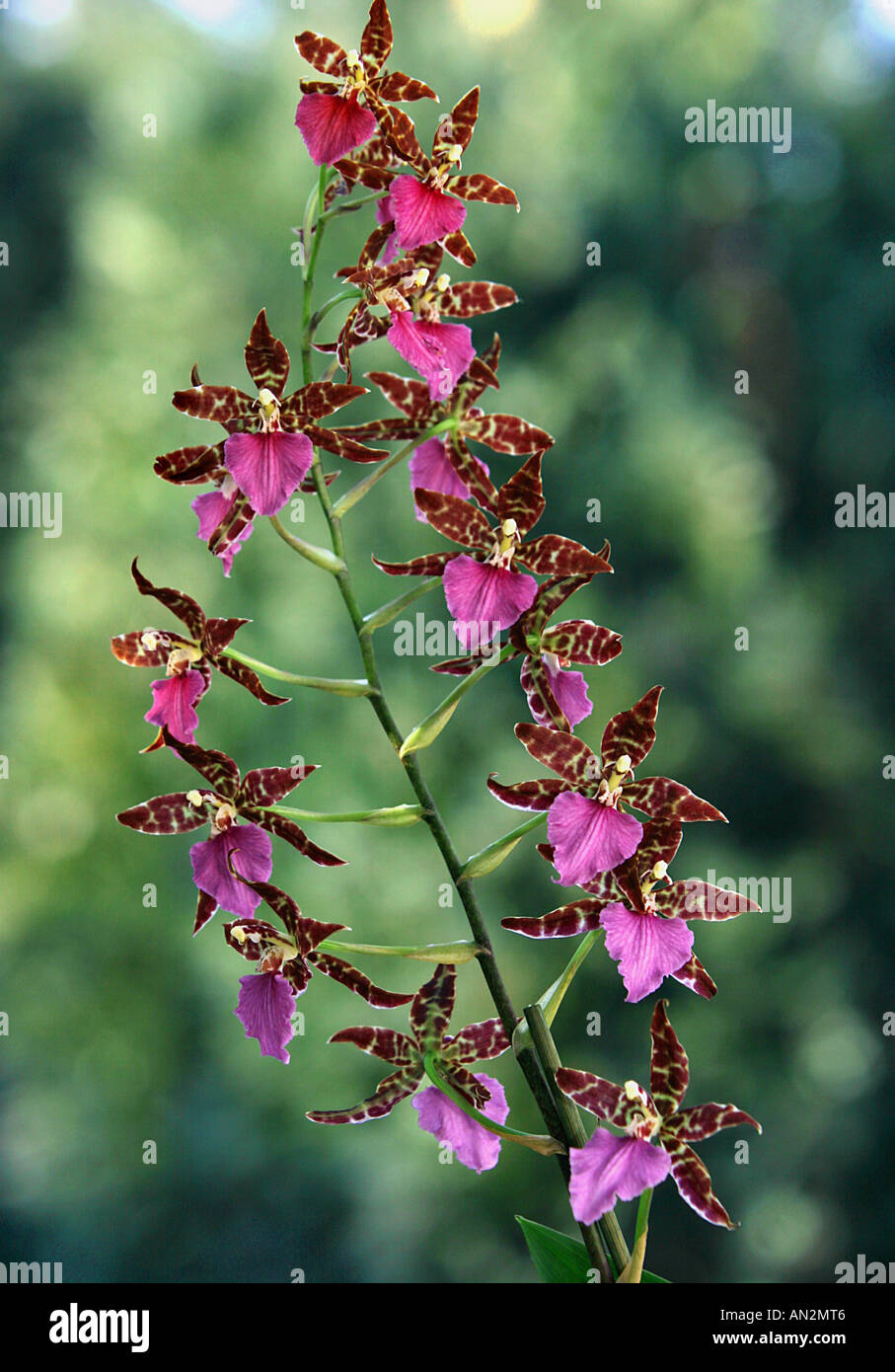 Odontoglossum hybrid (Odontoglossum-Hybride), inflorescence Stock Photo
