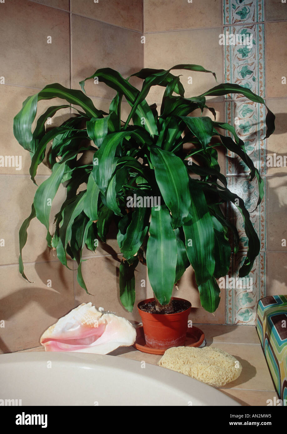 corn plant (Dracaena fragrans), potted plant Stock Photo