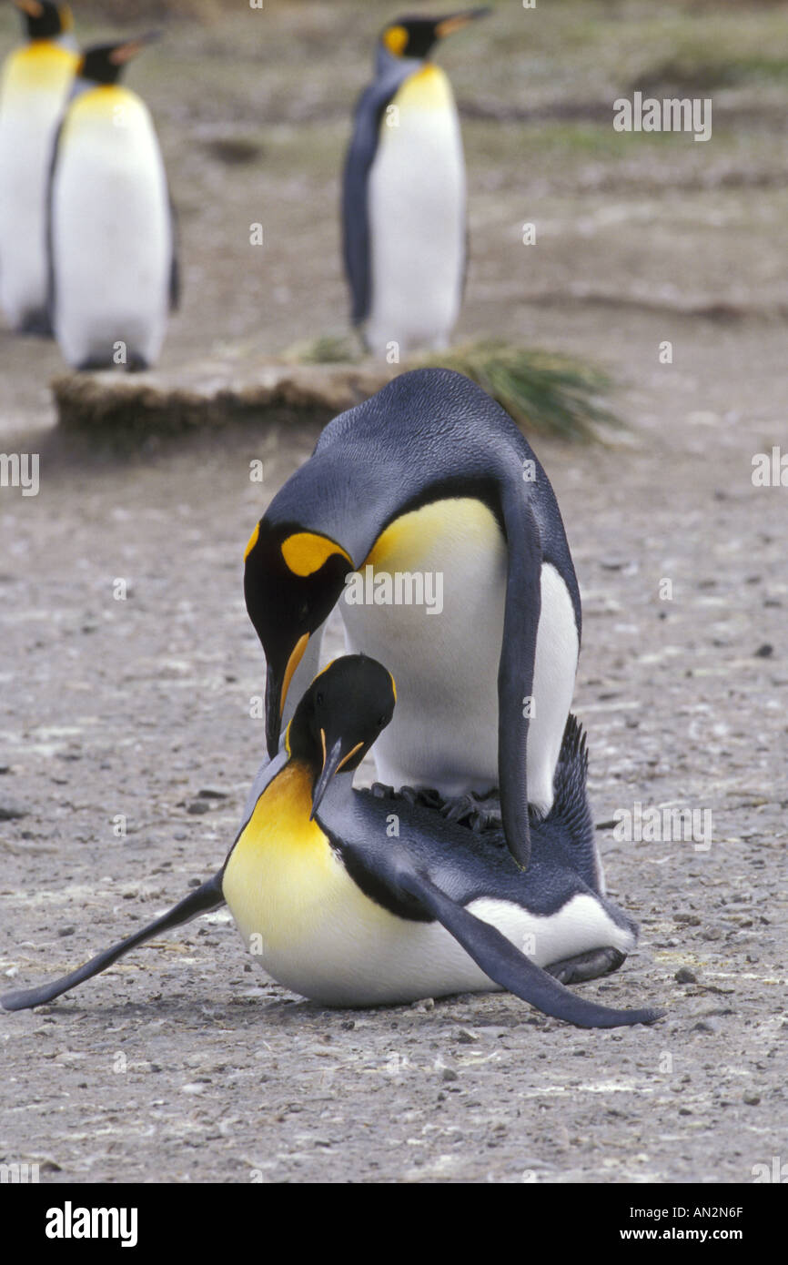 King Penguins Mating Behavior Stock Photo - Alamy