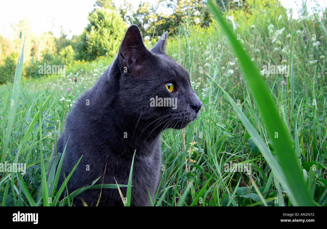 Dark grey cat in grass Stock Photo - Alamy