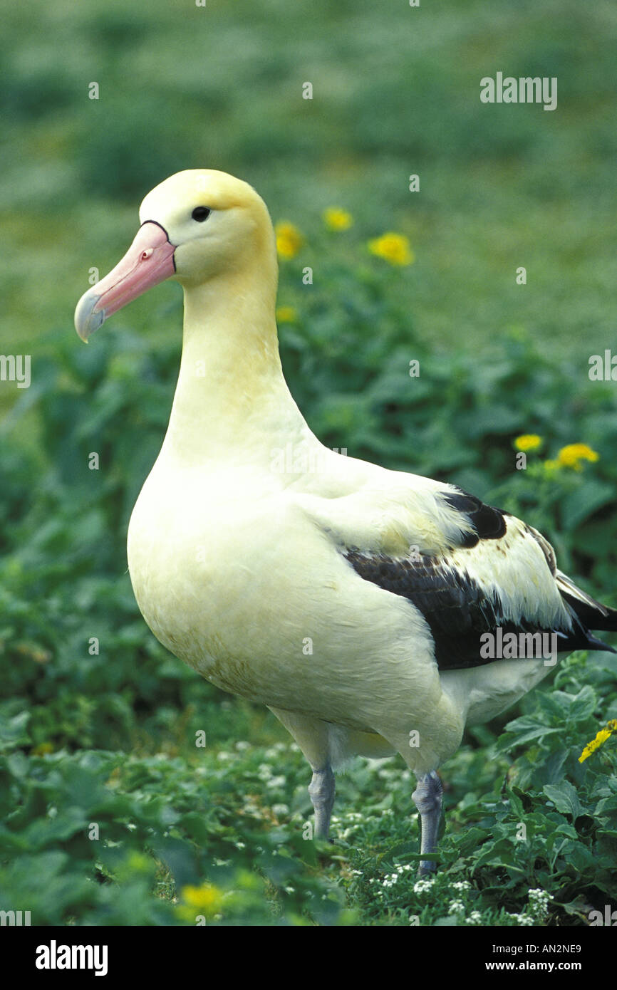 Short tailed albatross hires stock photography and images Alamy