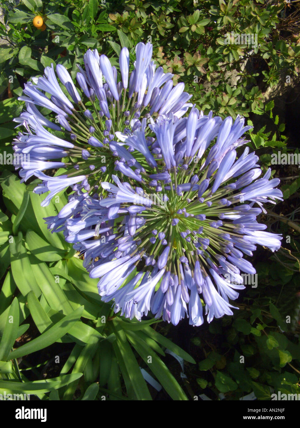 African lily (Agapanthus africanus-Hybride), inflorescences Stock Photo