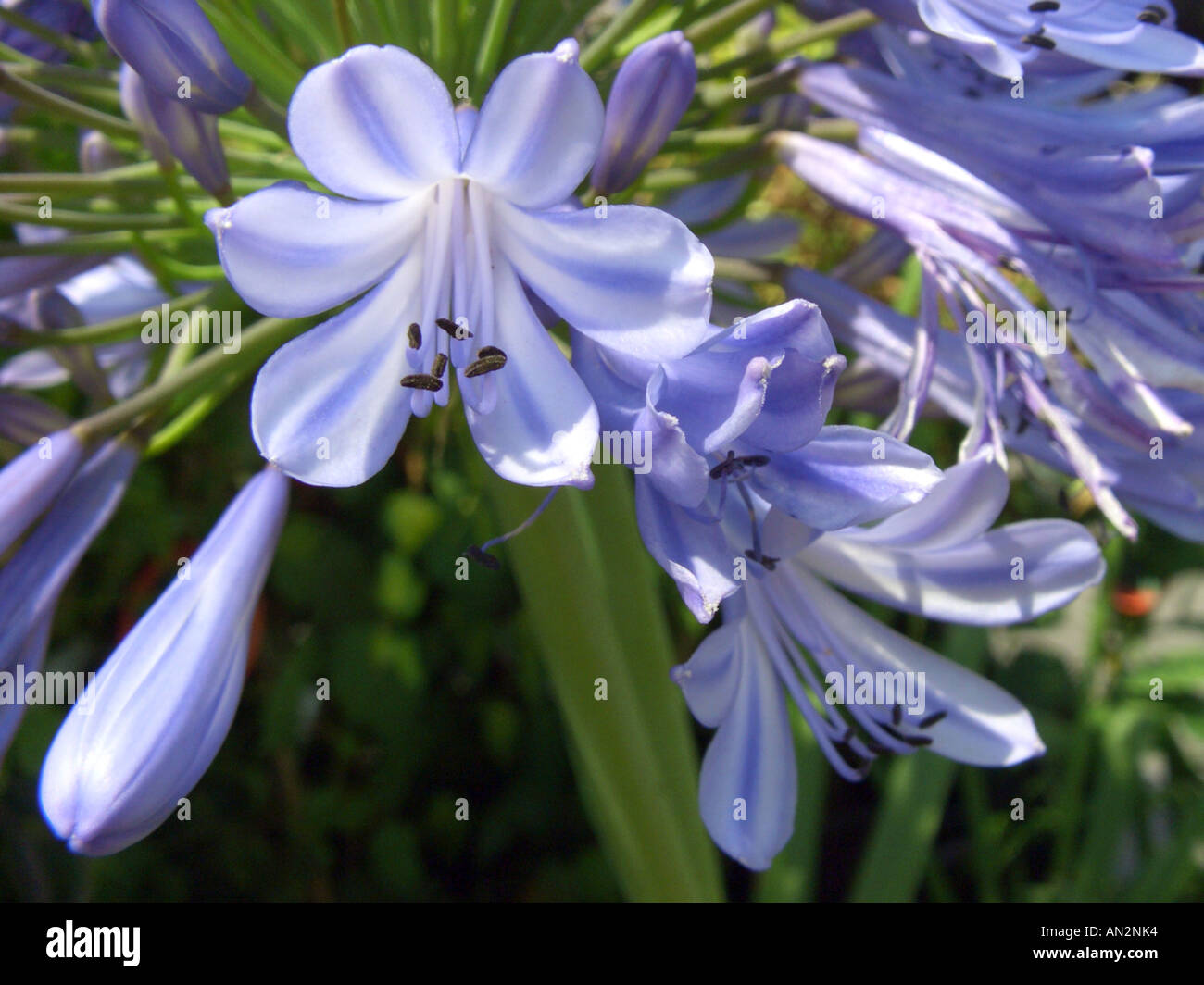 African lily (Agapanthus africanus-Hybride), flowers Stock Photo