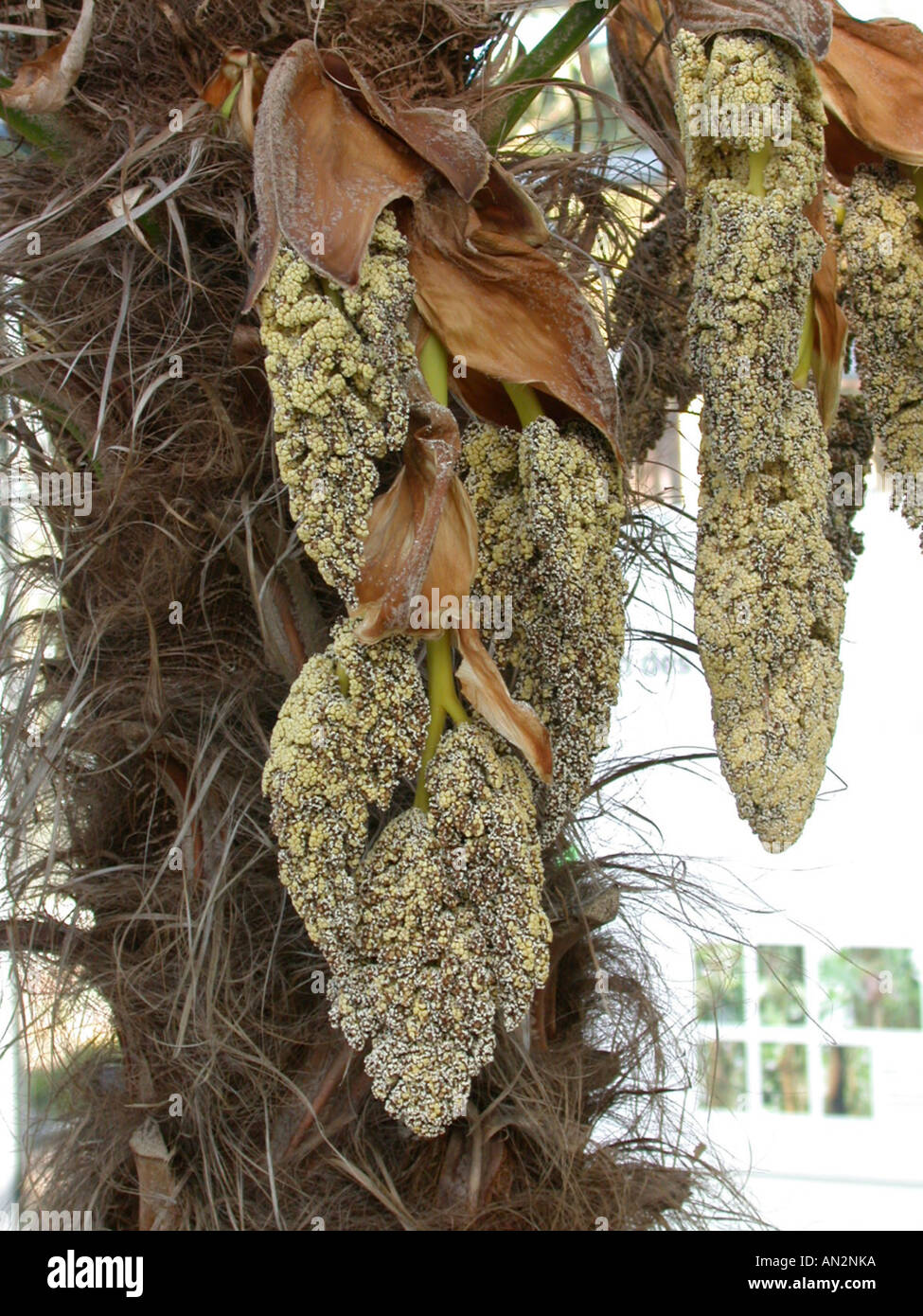 Wagners hemp palm (Trachycarpus wagnerianus), male inflorescences Stock Photo