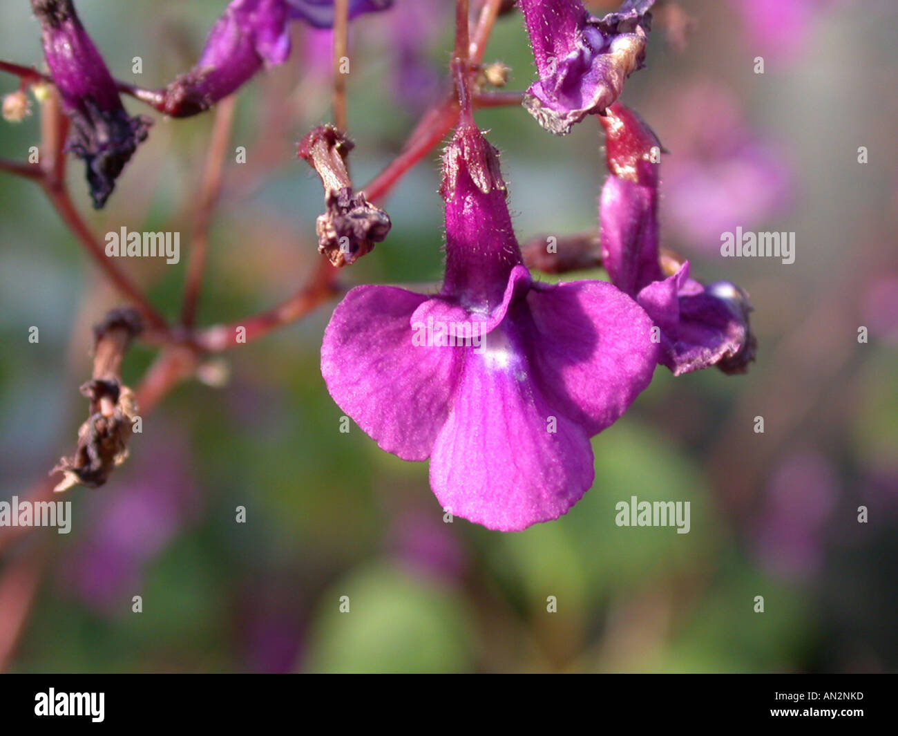 Nodding Violet, strep (Streptocarpus caulescens), flower Stock Photo