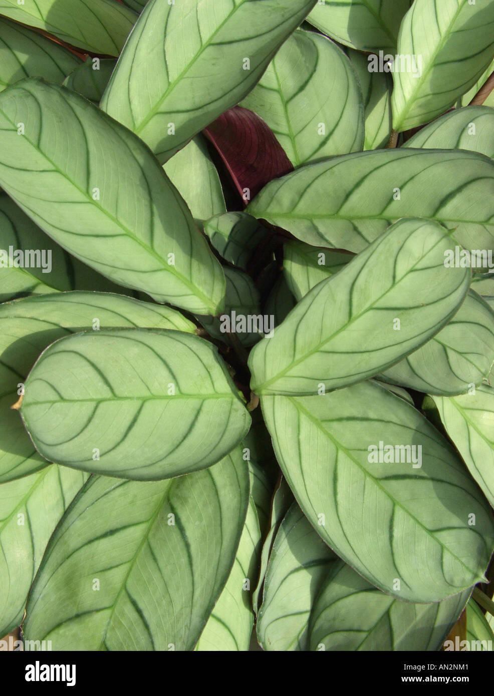 Ctenanthe oppenheimiana (Ctenanthe oppenheimiana), leaves Stock Photo