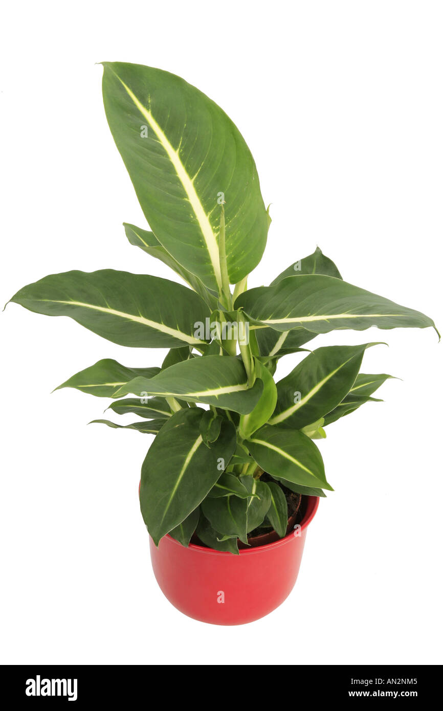 Dumb Cane Mother In Law S Tongue Dieffenbachia Sterling Plant In Stock Photo Alamy Dumb Cane Mother In Law S Tongue Dieffenbachia Sterling Plant In Stock Photo Alamy