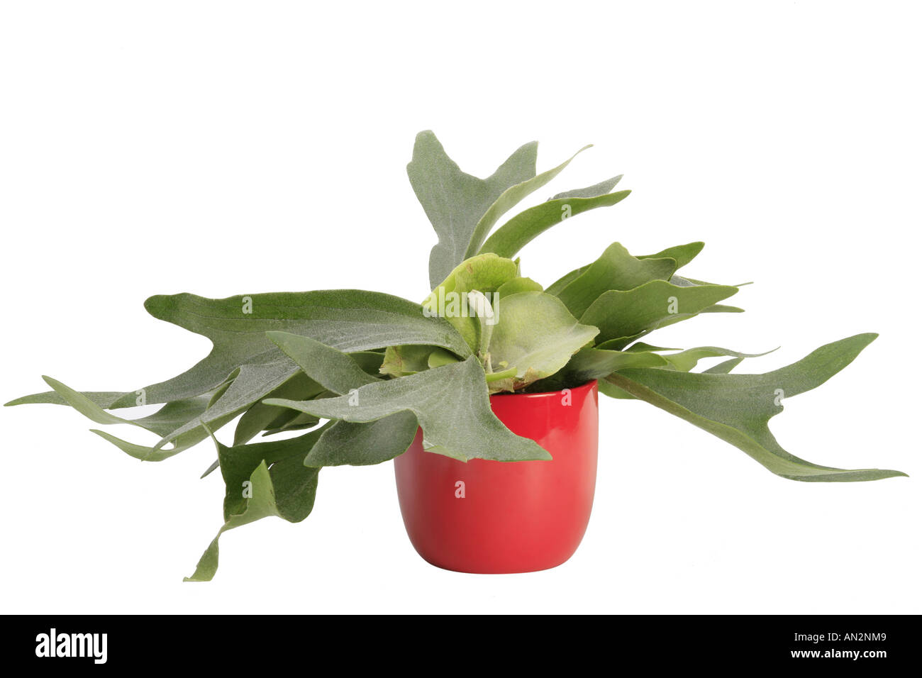 Stag's Horn Fern, Stags Horn Fern (Platycerium bifurcatum), plant in red pot Stock Photo