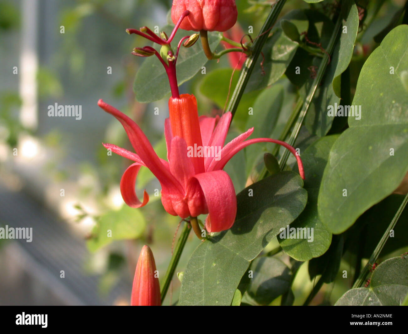 Passiflora murucuja (Passiflora murucuja), flower Stock Photo