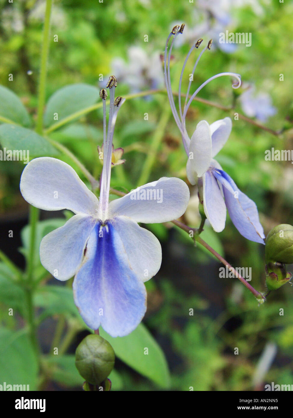 blue butterfly bush (Clerodendrum ugandense), flowers Stock Photo