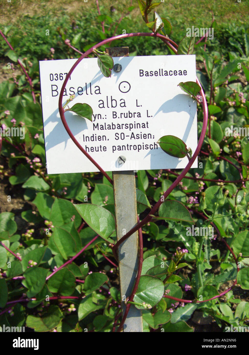 Indian Spinach, Malabar Nightshade, Vine Spinach, Slippery Vegetable (Basella alba), plant entwining around its nameplate in an Stock Photo