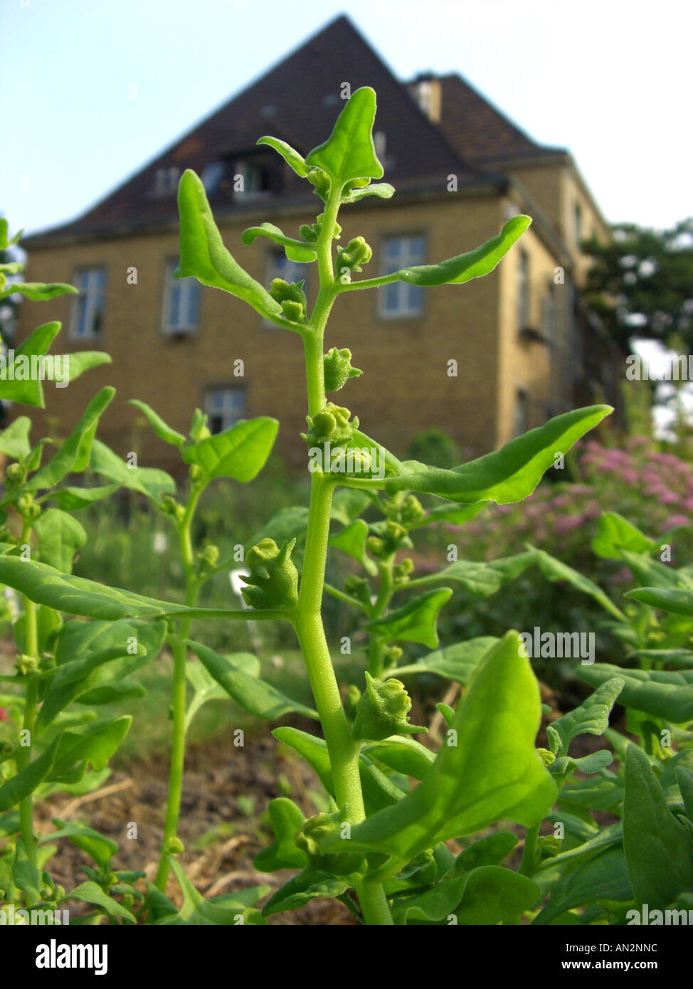 New Zealand spinach (Tetragonia tetragonioides, Tetragonia expansa), blooming plant in a garden Stock Photo