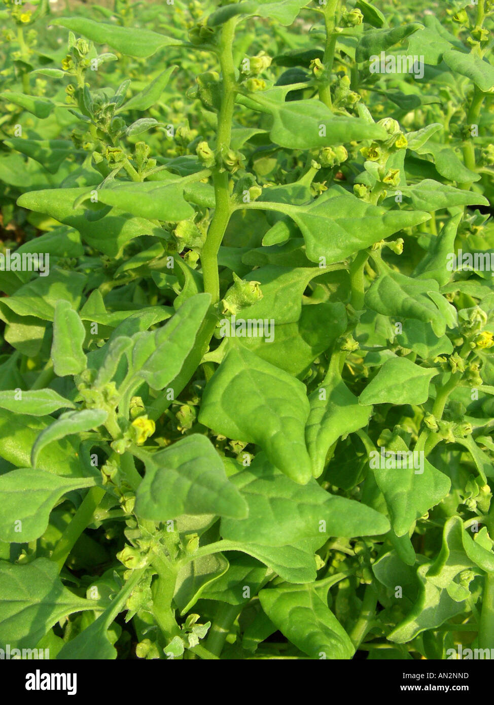 New Zealand spinach (Tetragonia tetragonioides, Tetragonia expansa), blooming plants Stock Photo