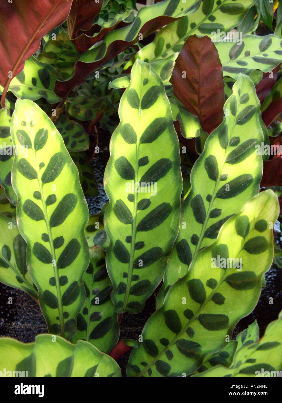 Rattlesnake Plant (Calathea lancifolia, Calathea insignis, Calathea