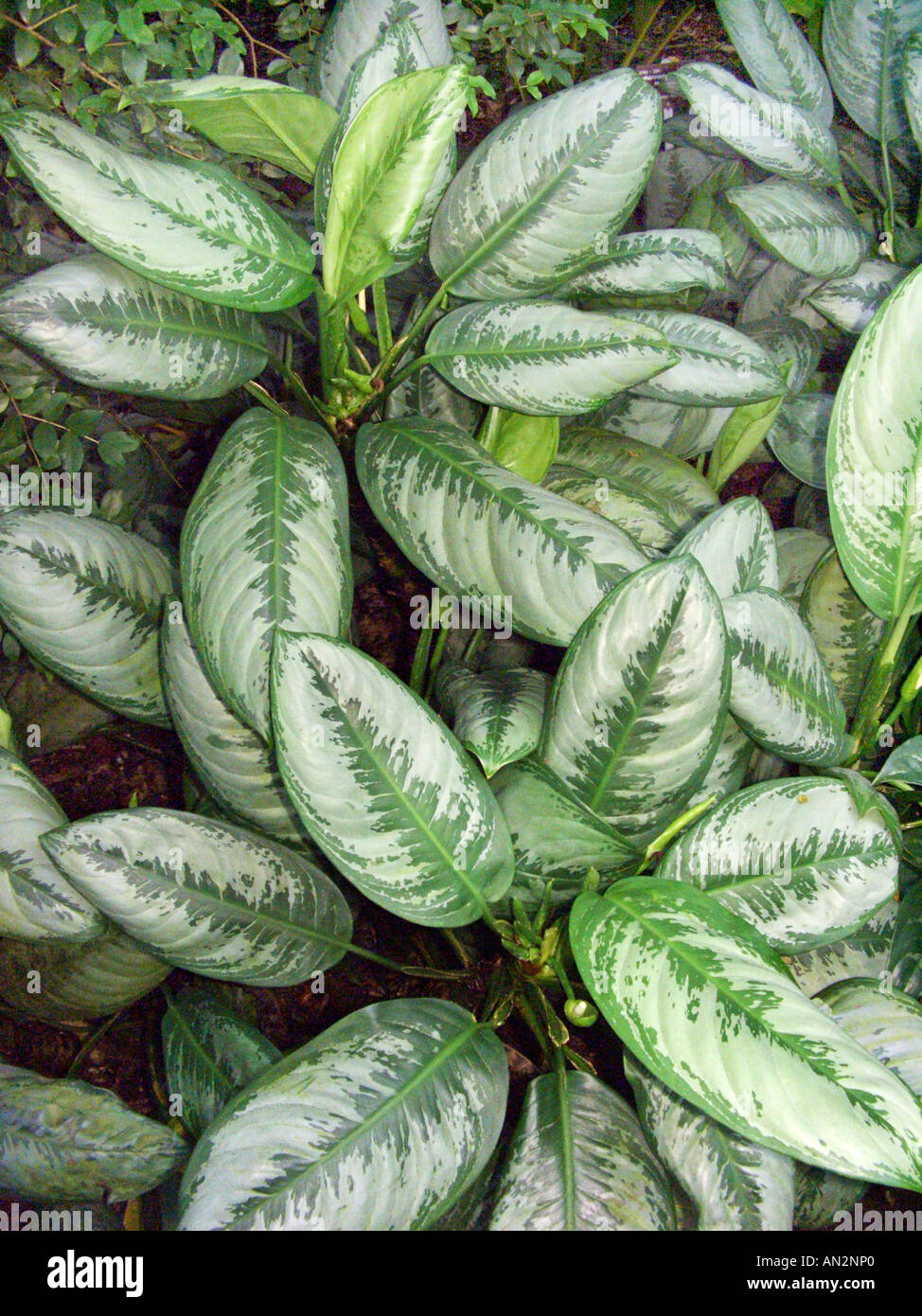 Agalonema Aroid (Aglaonema commutatum var. maculatum), leaves Stock Photo