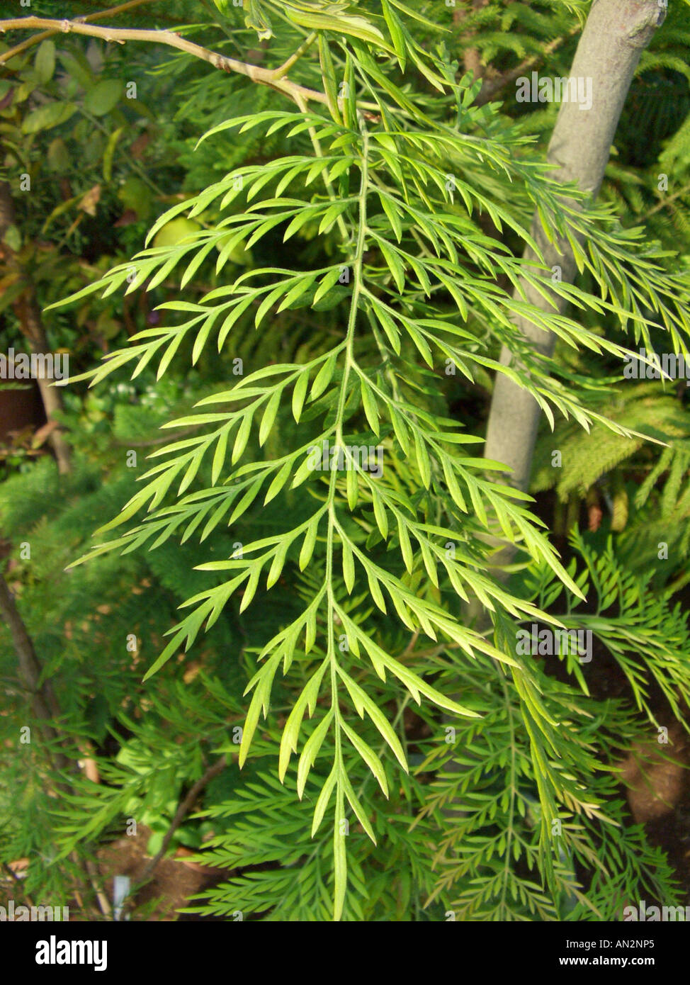 silky oak wood, silkoak (Grevillea robusta), leave Stock Photo