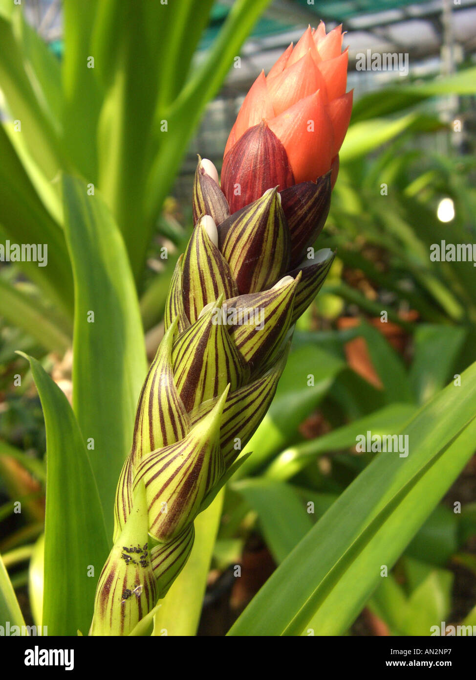 West Indian tufted airplant (Guzmania monostachya), wild form, inflorescence in bud Stock Photo