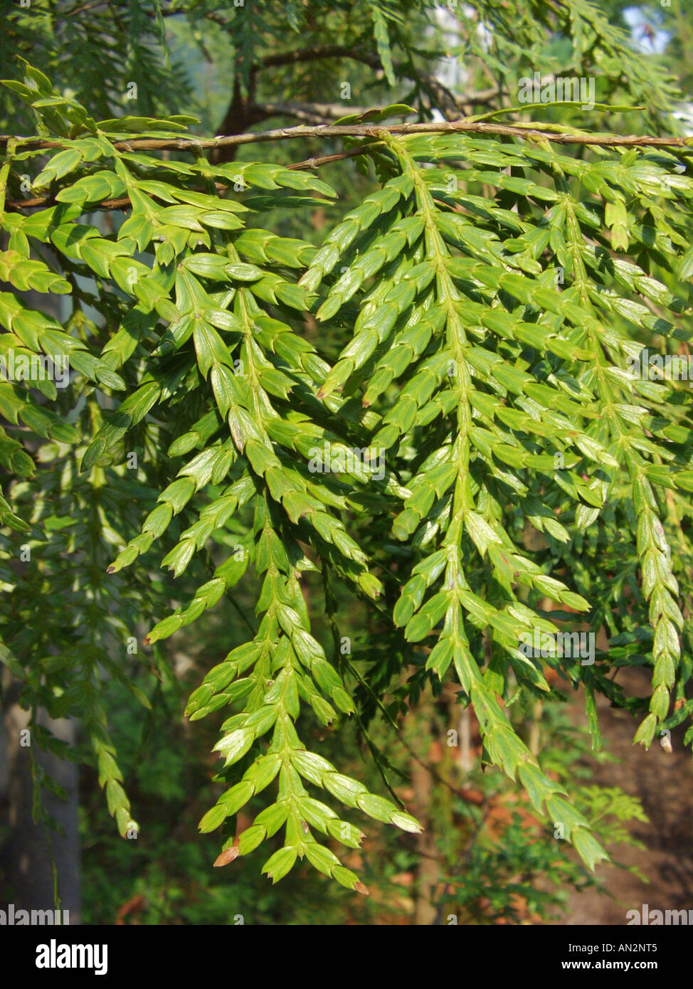Papuacedrus papuana (Papuacedrus papuana var. papuana), twigs Stock Photo