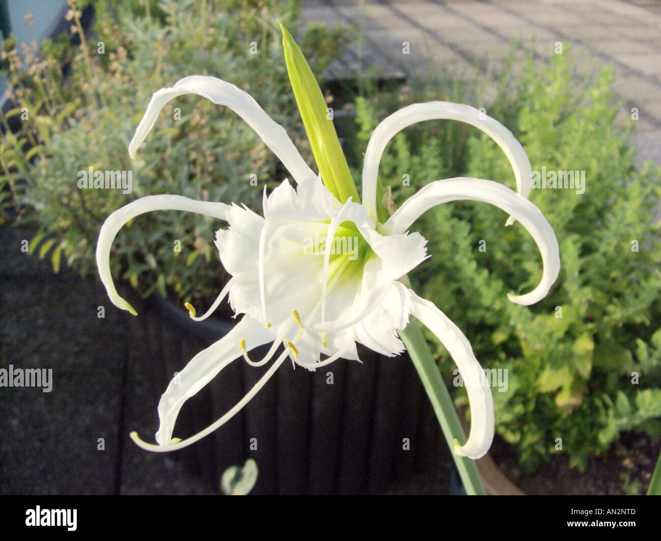 Peruvian Daffodill, Spider Lily (Hymenocallis festalis, Hymenocallis x festalis, Ismene festalis, Ismene x festalis), flower Stock Photo