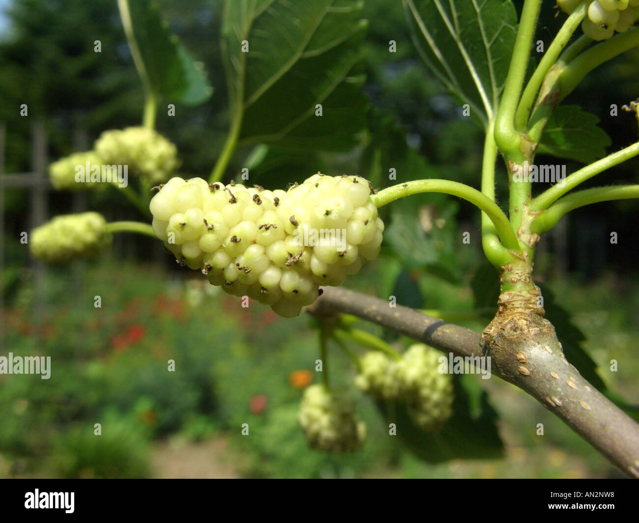 Chinese white mulberry (Morus alba), infrutescence Stock Photo Alamy