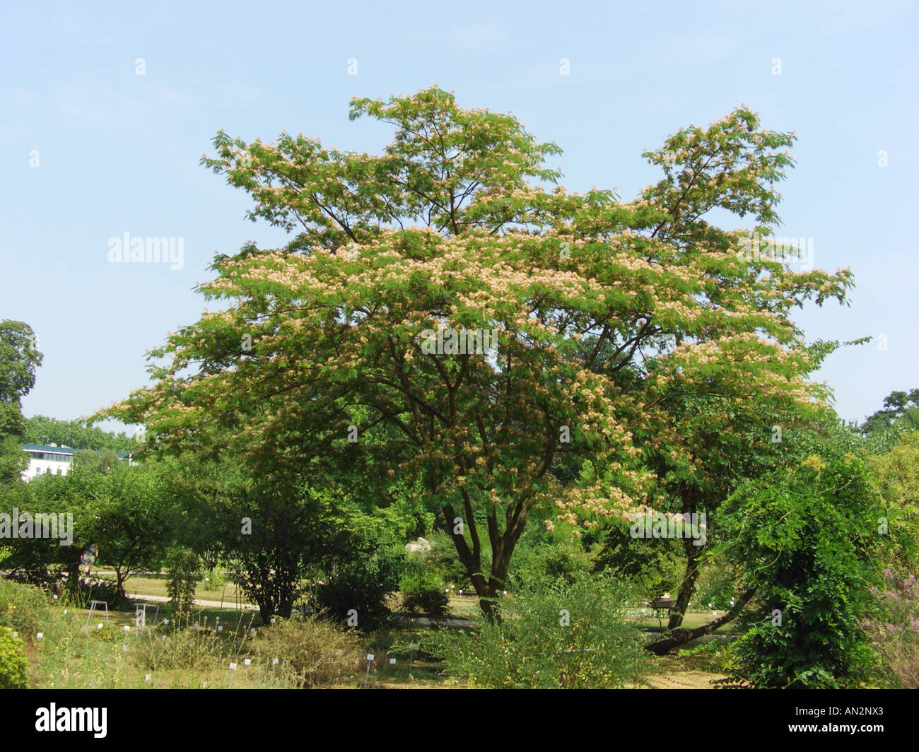 Silk Tree, Pink Siris (Albizia julibrissin), single tree Stock Photo