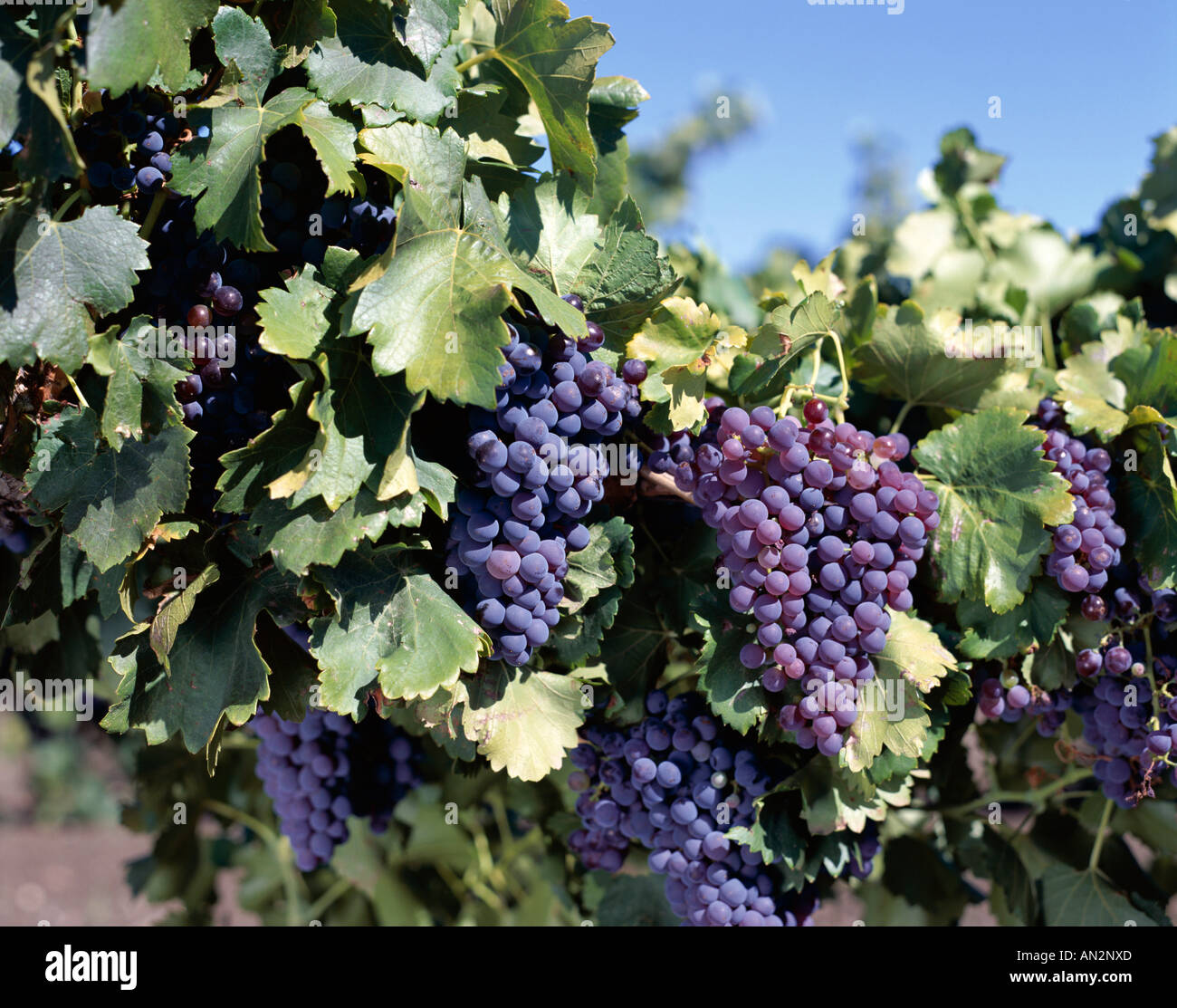 Nuriootpa / Barossa Valley / Vineyards / Cabernet Grapes, Adelaide, South Australia, Australia Stock Photo