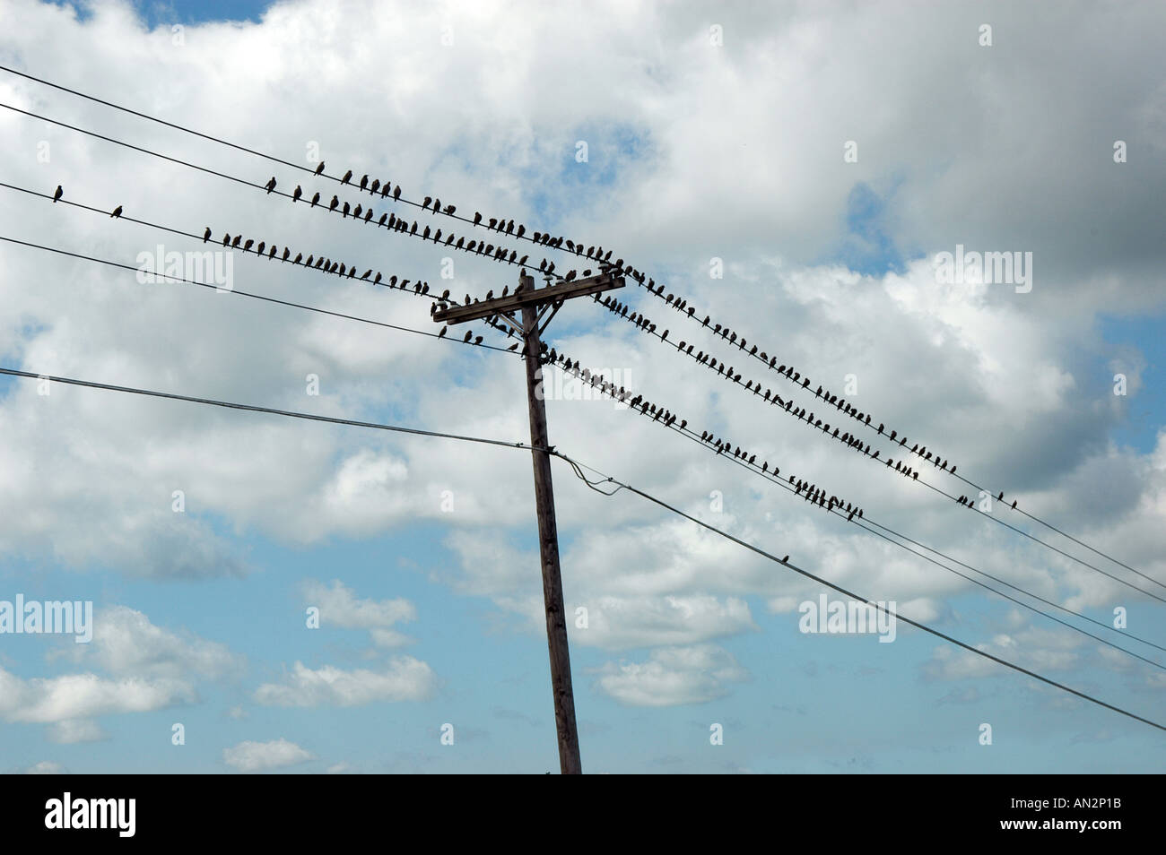 Power lines with birds Stock Photo Alamy