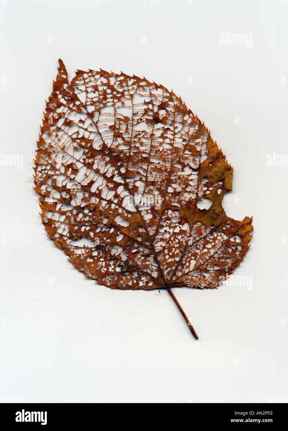 Filigreed leaf Stock Photo