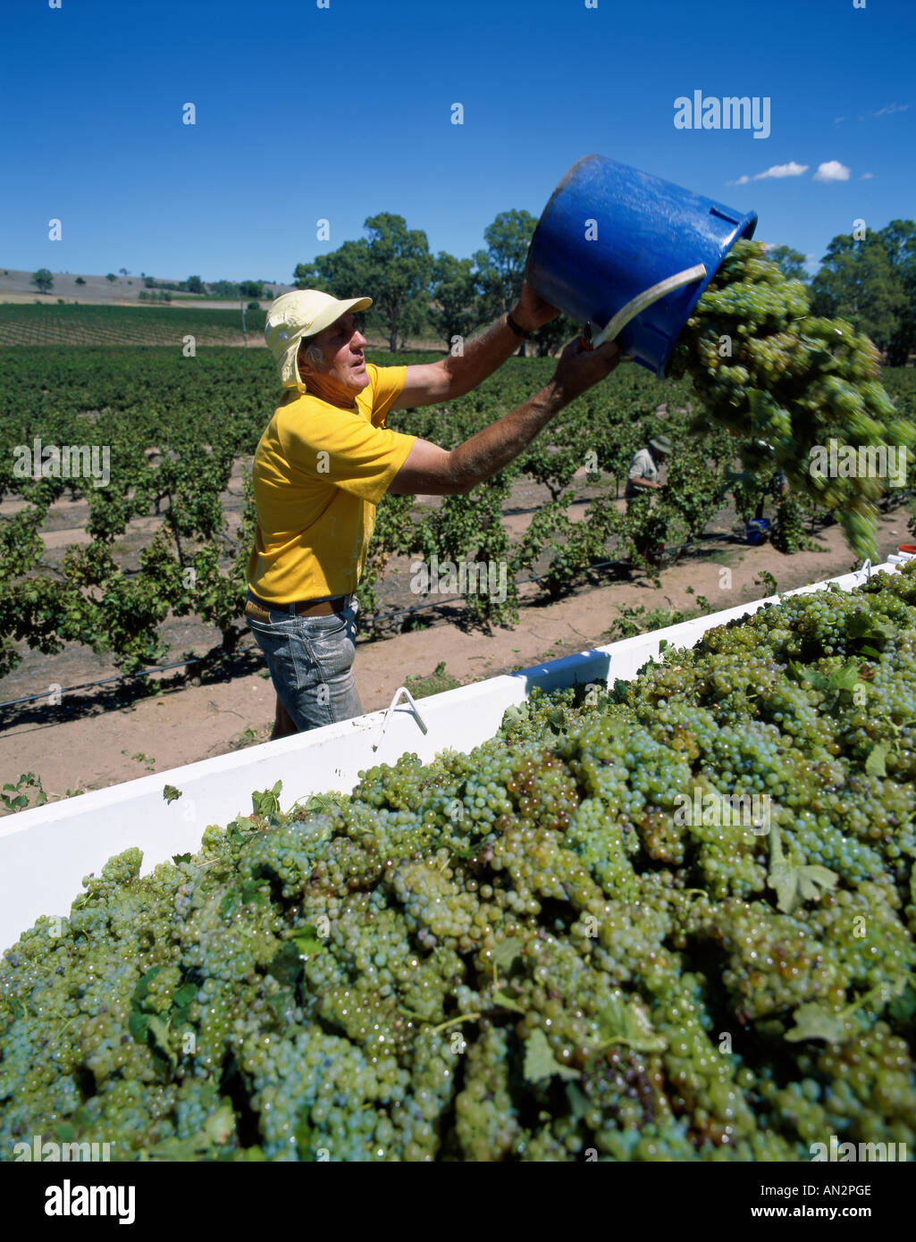 Nuriootpa / Barossa Valley / Grape Harvesting, Adelaide, South Australia, Australia Stock Photo