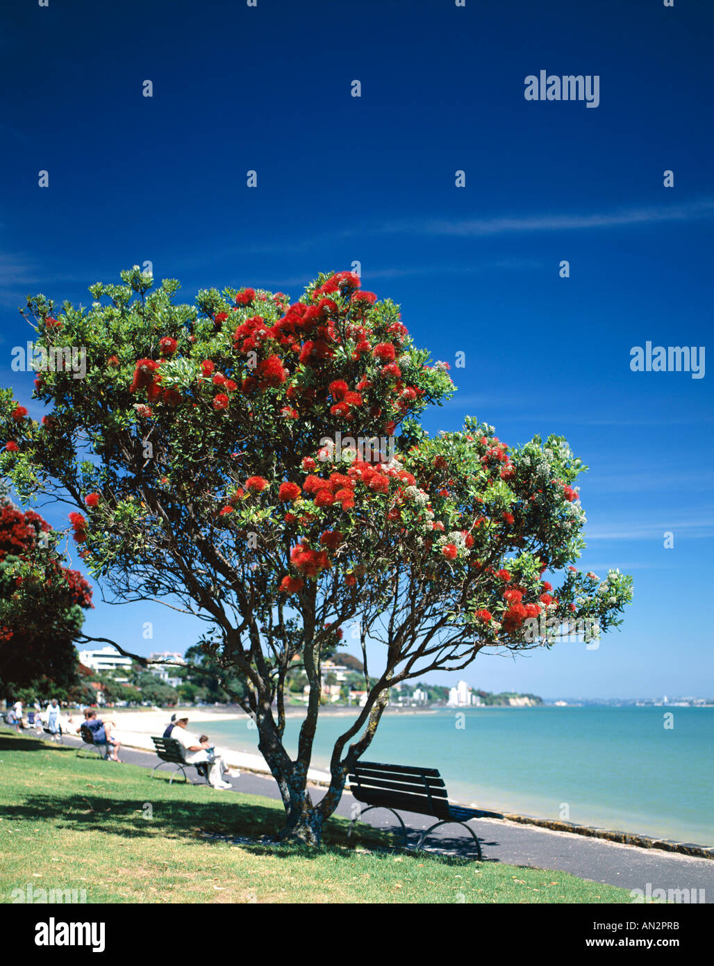 Mission Bay Beach & Pohutakawa Tree , Auckland, North Island, New Zealand Stock Photo