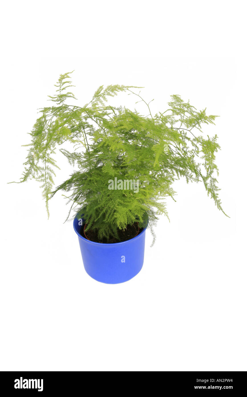 cypress asparagus fern, Asparagus Fern, Plumosa Fern (Asparagus