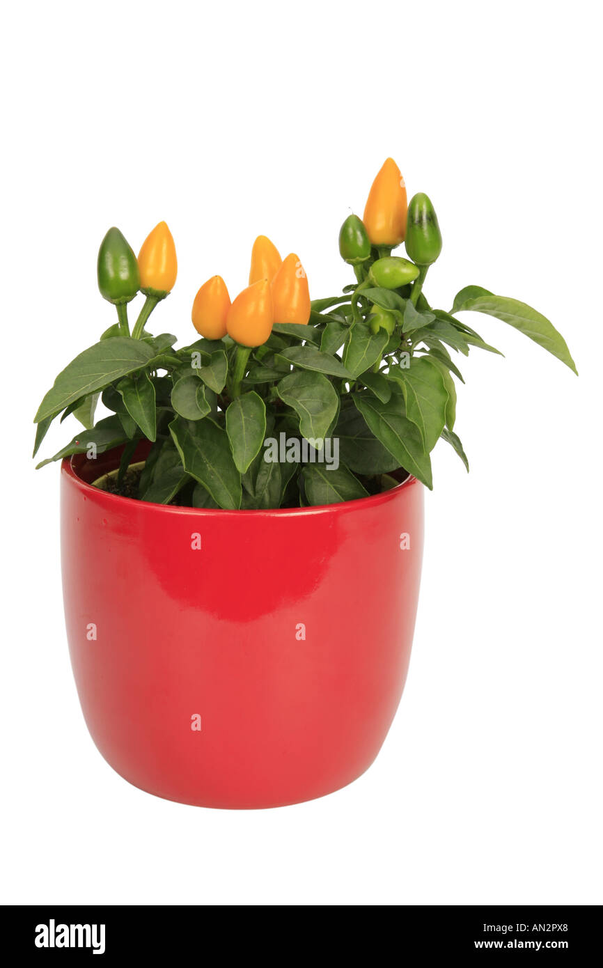 chili pepper, paprika (Capsicum annuum), plant in red pot Stock Photo