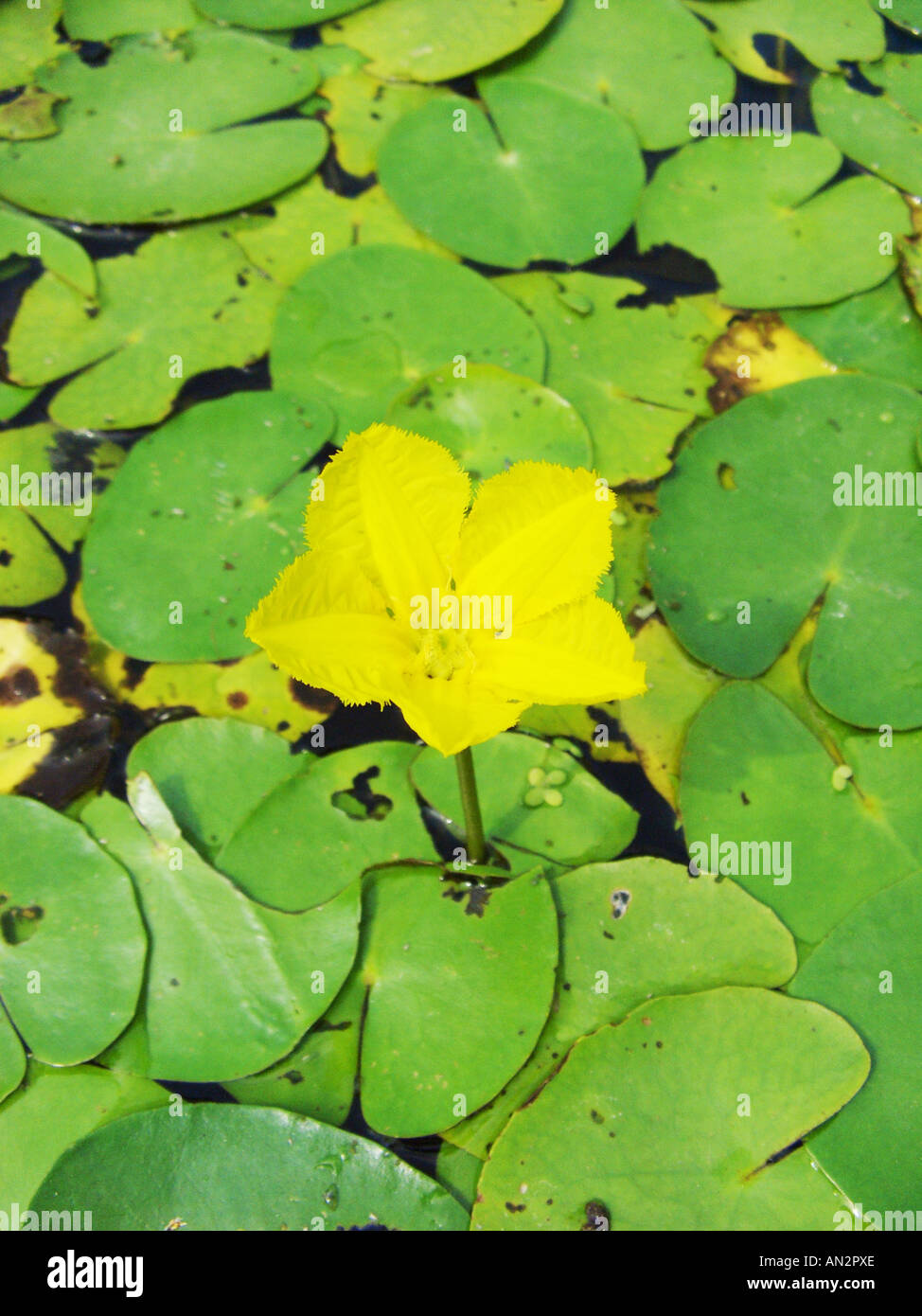 fringed water-lily (Nymphoides peltata), blooming Stock Photo