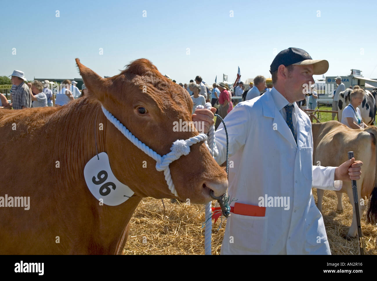 A Devonshire Bull with Handler at Stithians show in Cornwall England Stock Photo