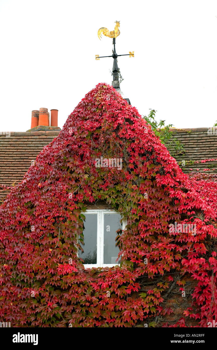Glorious autumn color of Virginia Creeper on a house in Birmingham England UK Stock Photo