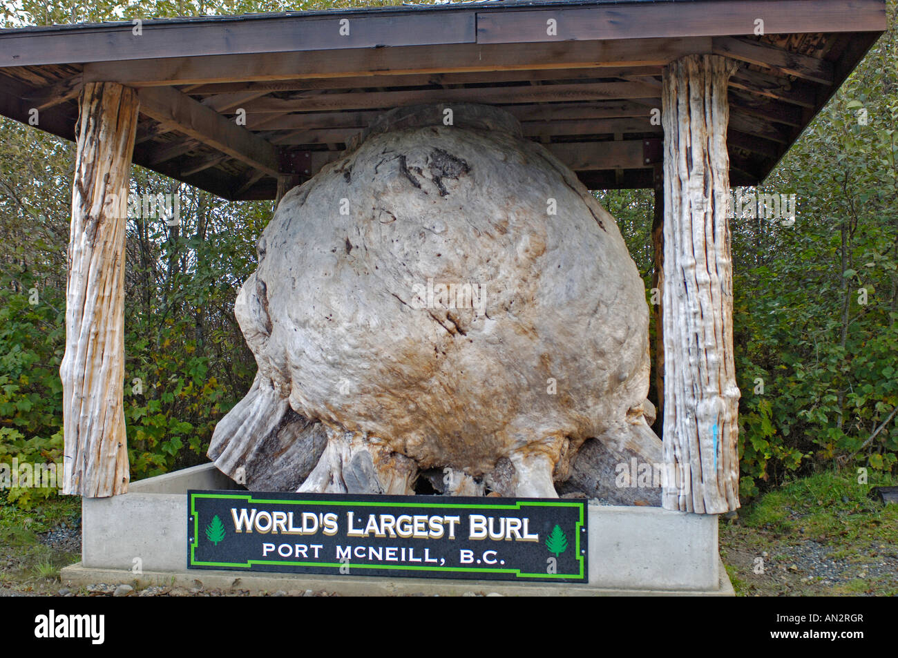 The Largest tree Burl in the World displayed at Port Mc Neill, Vancouver Island BC. Canada. BCX 0223. Stock Photo