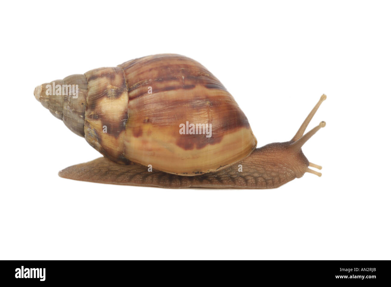 giant African snail, giant African land snail (Achatina fulica) Stock Photo