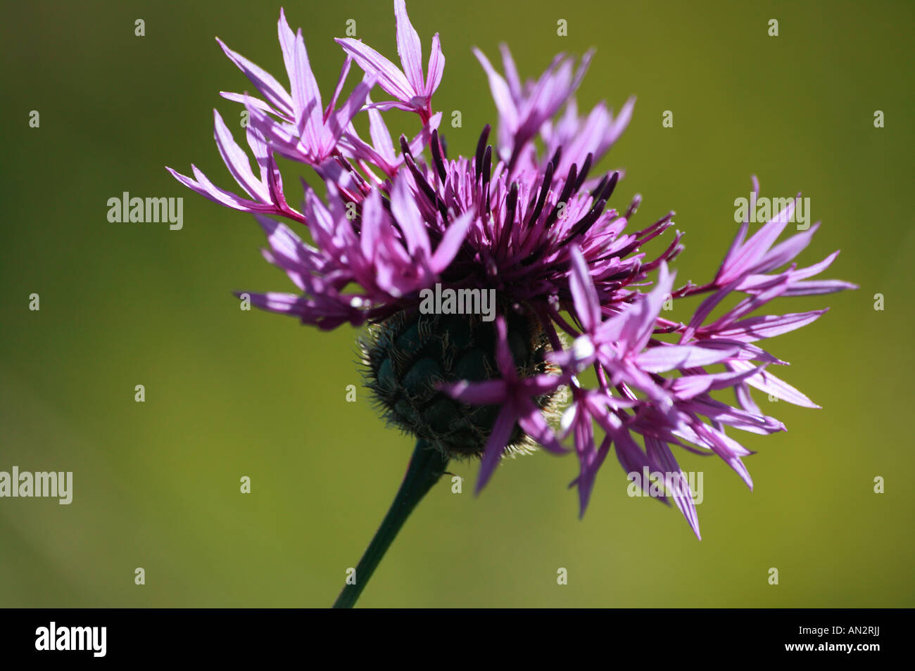 Knapweed up close hi-res stock photography and images - Alamy