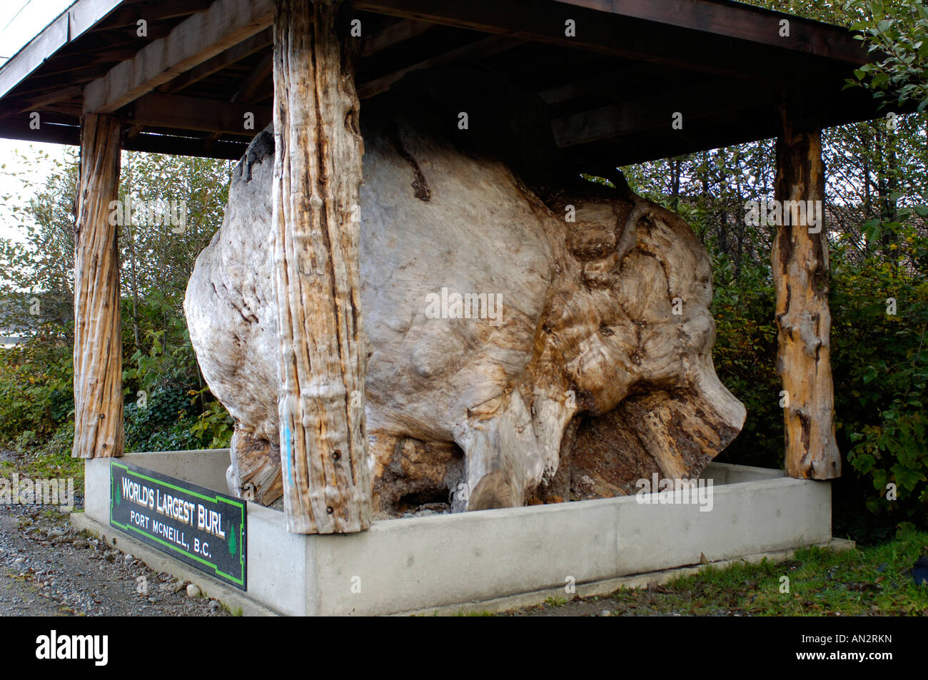 The Largest tree Burl in the World displayed at Port Mc Neill, Vancouver Island BC. Canada. BCX 0224. Stock Photo