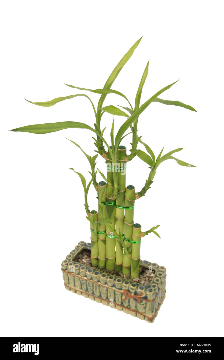 Dracaena Lucky Bamboo (Dracaena sanderiana Lucky Bamboo Stock Photo Alamy