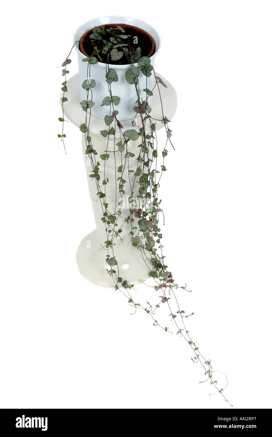 String of Hearts, Rosary Vine (Ceropegia woodii, Ceropegia linearis ssp. woodii), potted plant on plant column Stock Photo