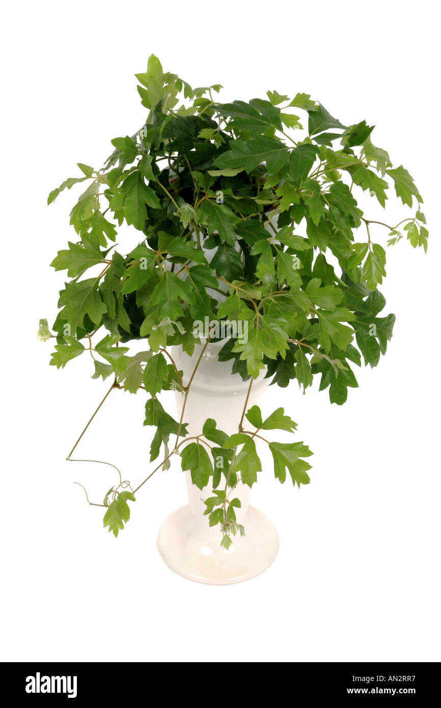 Grape Ivy, Oak Leaf Ivy (Cissus rhombifolia, Rhoicissus rhomboidea), potted plant on plant column Stock Photo