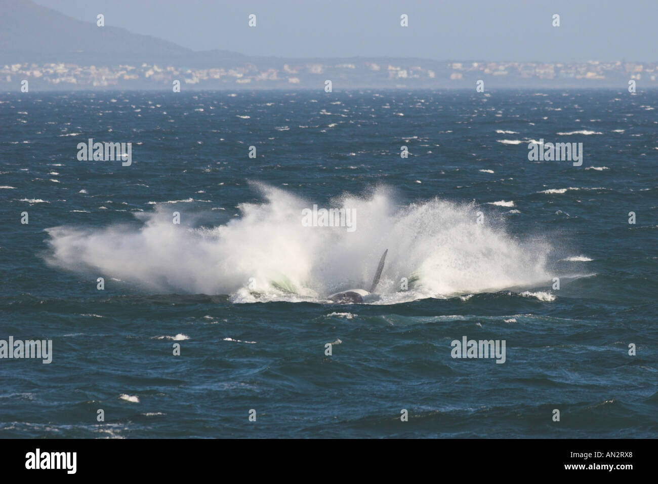 Southern Right Whale (Balaena glacialis), splashing, South Africa Stock Photo