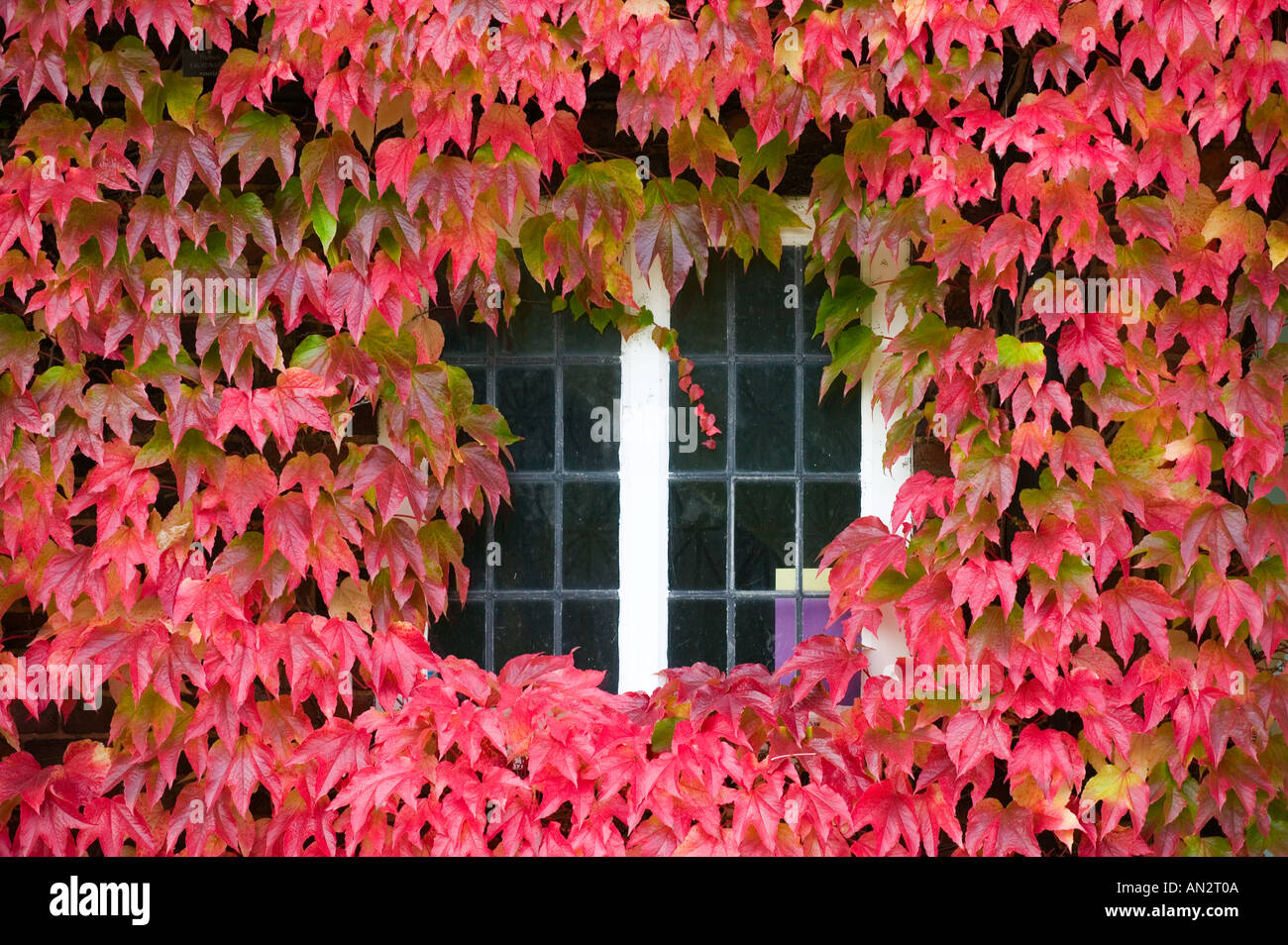 Glorious autumn color of Virginia Creeper on a house in Birmingham