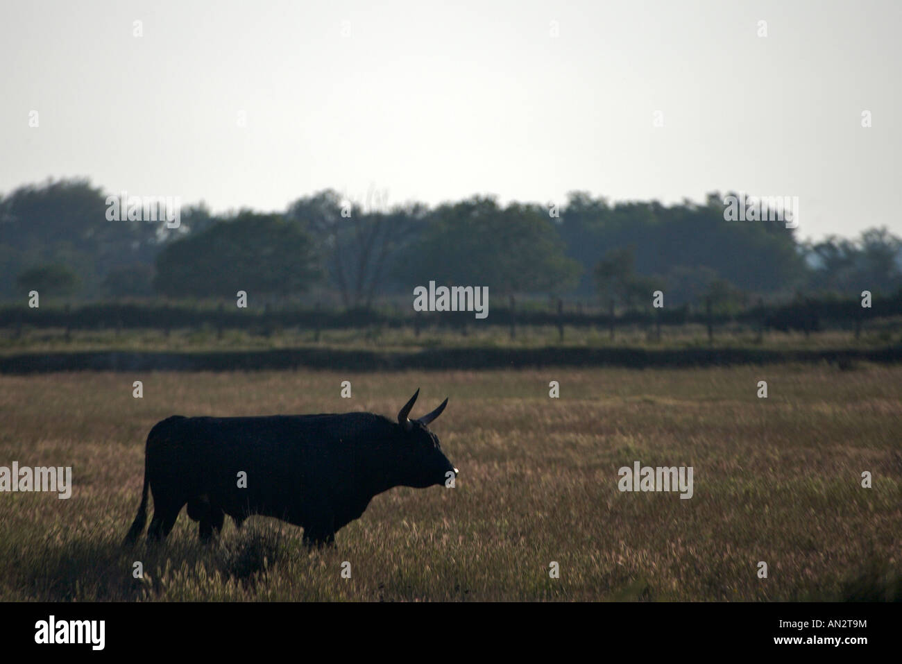 Camargue Bulls in the Plaine de la Camargue, Parc Naturel Regional de Camargue, Camargue, Bouches du Rhone, Provence, France Stock Photo