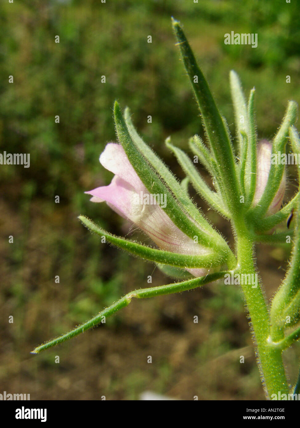 lesser snapdragon (Misopates orontium), flower Stock Photo